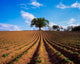 Sycamore Tree and Potatoes Field Art Print by The Irish Image Collection