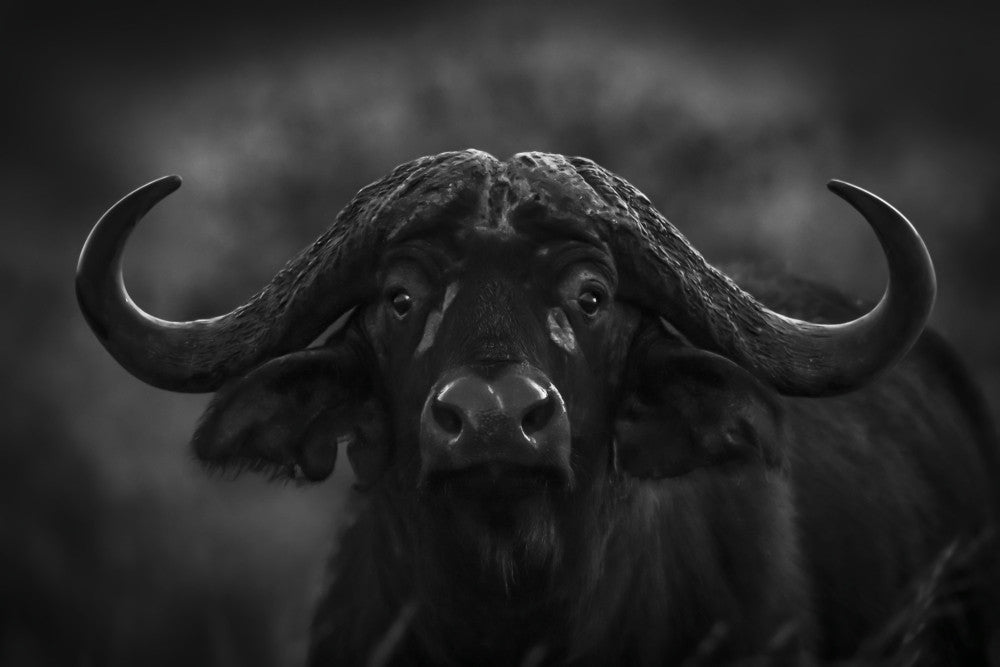 Monochrome Cape Buffalo Fine Art Print by Nick Dale