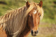 Brown Icelandic Horse in Natural Setting Fine Art Print by Robert Postma