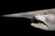 Goblin Shark Portrait Fine Art Print by VWPics/Stocktrek Images