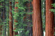 Giant Sequoias in Sequoia National Park Fine Art Print by Russ Bishop