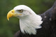 Bald Eagle Portrait Fine Art Print by Vic Schendel | Posterazzi