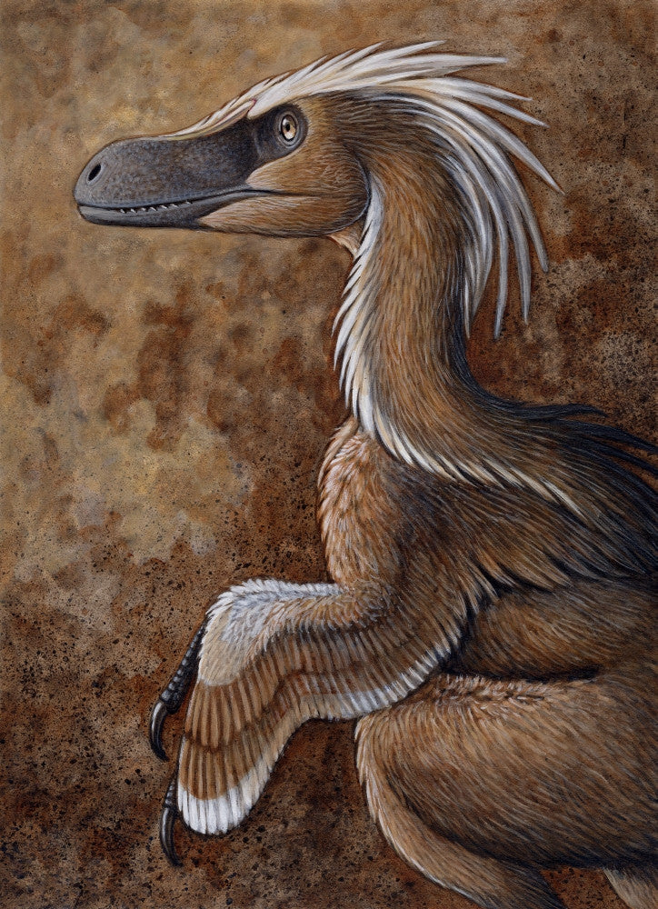 Velociraptor mongoliensis Fine Art Print - Cretaceous Dinosaur