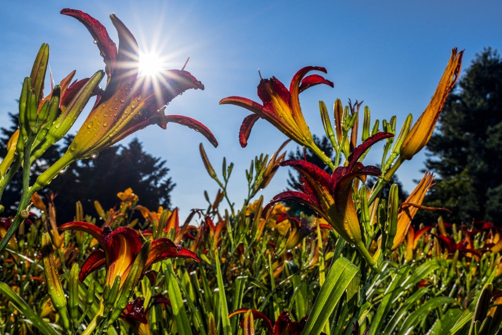 Sun Rising Behind Daylilies Fine Art Print by F. M. Kearney
