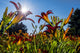 Sun Rising Behind Daylilies Fine Art Print by F. M. Kearney