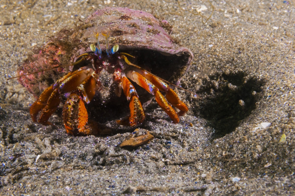 Acadian Hermit Crabs Seafloor Fine Art Print by Jennifer Idol