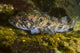 Lingcod in Hood Canal, Puget Sound Fine Art Print by Jennifer Idol