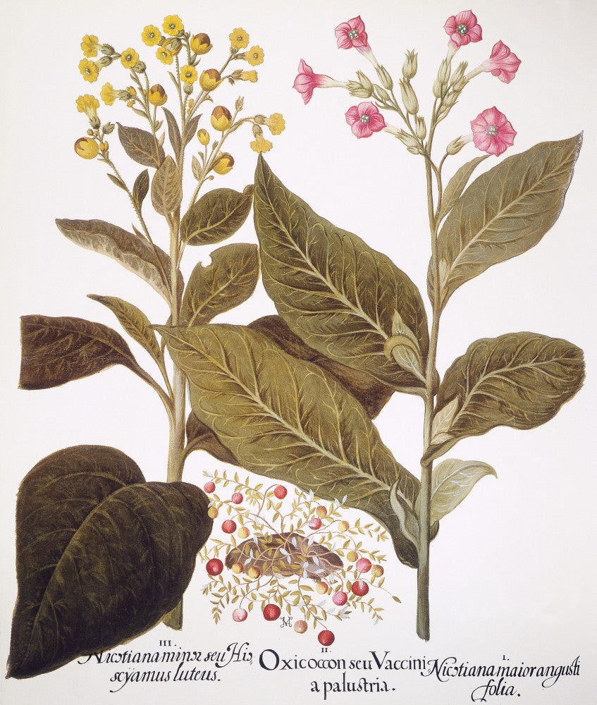 Tobacco Rustica Engraving Print - Basilius Besler's Florilegium