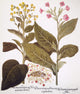 Tobacco Rustica Engraving Print - Basilius Besler's Florilegium