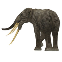 Stegotetrabelodon Primitive Elephant Fine Art Print - Rear View by Corey Ford