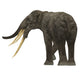 Stegotetrabelodon Primitive Elephant Fine Art Print - Rear View by Corey Ford