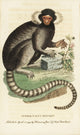 Common Marmoset Fine Art Print by Florilegius | Mary Evans