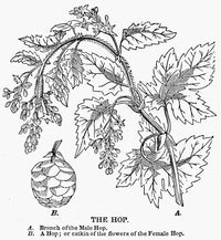 Beer: The Hop Plant Wood Engraving Art Print by Granger Collection