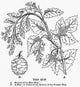 Beer: The Hop Plant Wood Engraving Art Print by Granger Collection