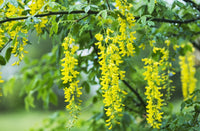 A Golden Chain Tree Blooms in Astoria, Oregon Fine Art Print by Robert L. Potts