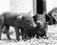 Two Piglets Lying in Straw Fine Art Print - Various Sizes Available