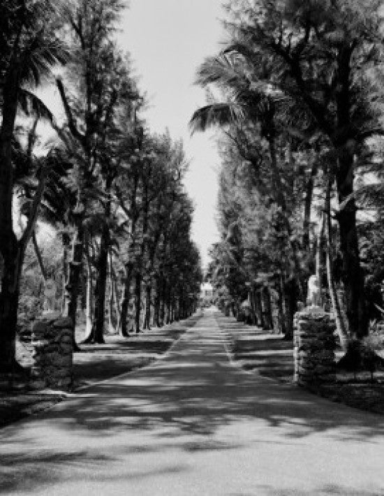 Hobe Sound Treelined Road Fine Art Print - USA, Florida