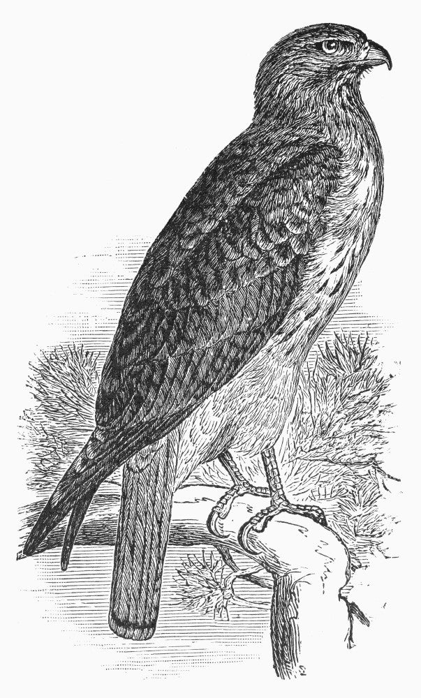 Red-Tailed Hawk 1890 Fine Art Print by Granger Collection
