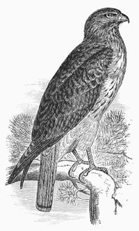 Red-Tailed Hawk 1890 Fine Art Print by Granger Collection