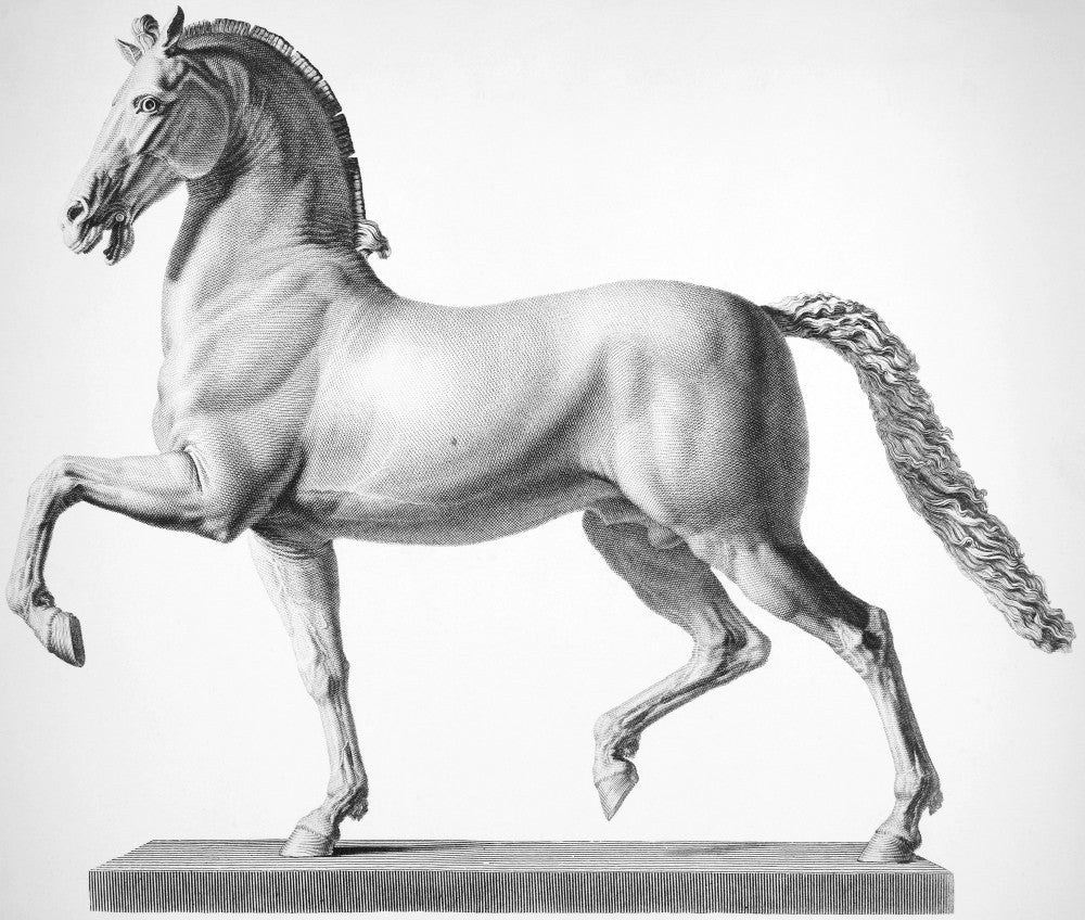 Canova's Colossal Horse Steel Engraving Fine Art Print