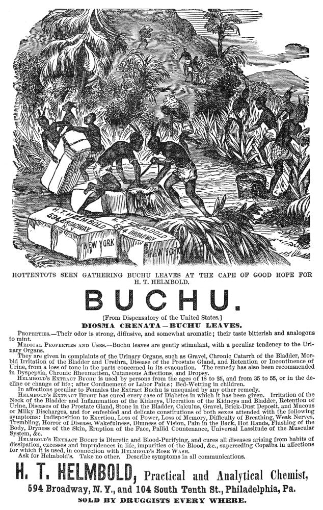 Buchu Leaves Engraving Poster Print - 1871 Advertisement