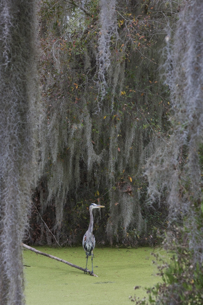 Great Blue Heron Art Print - Spanish Moss by Ken Archer