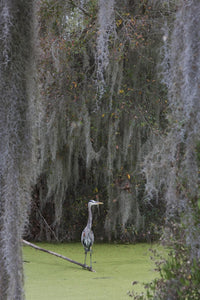 Great Blue Heron Art Print - Spanish Moss by Ken Archer