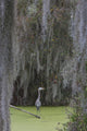 Great Blue Heron Art Print - Spanish Moss by Ken Archer