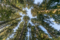 Conifer Trees in Olympic National Park Fine Art Print by Jaynes Gallery
