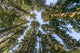 Conifer Trees in Olympic National Park Fine Art Print by Jaynes Gallery