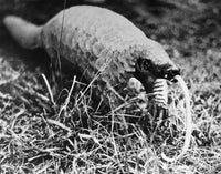 Pangolin Photographed 20th Century Fine Art Print by Granger Collection