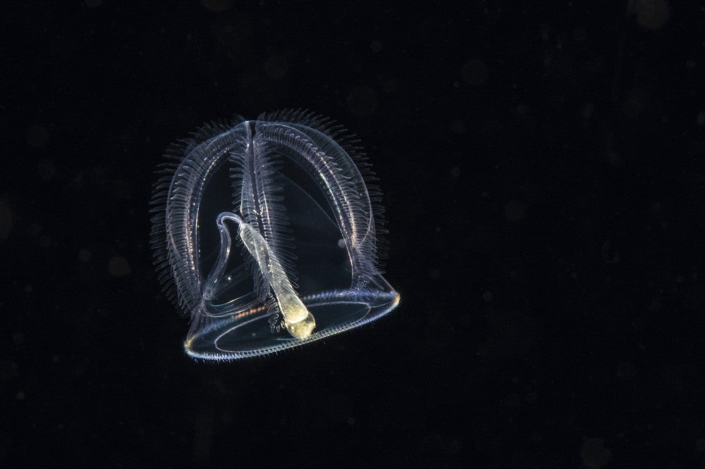 Pelagic Planktonic Jelly Fine Art Print by Brook Peterson