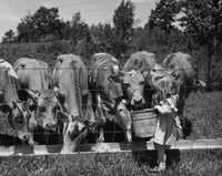 Girl Feeding Cows Fine Art Print - Available in Multiple Sizes