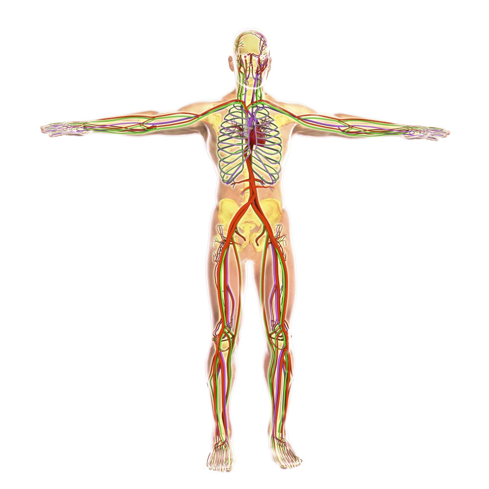 Human Circulatory System Fine Art Print - StockTrek Images