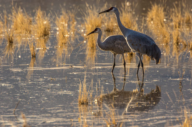 Sandhill Cranes in Water Fine Art Print by Jaynes Gallery - Bosque del Apache National Wildlife Refuge