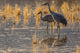 Sandhill Cranes in Water Fine Art Print by Jaynes Gallery - Bosque del Apache National Wildlife Refuge