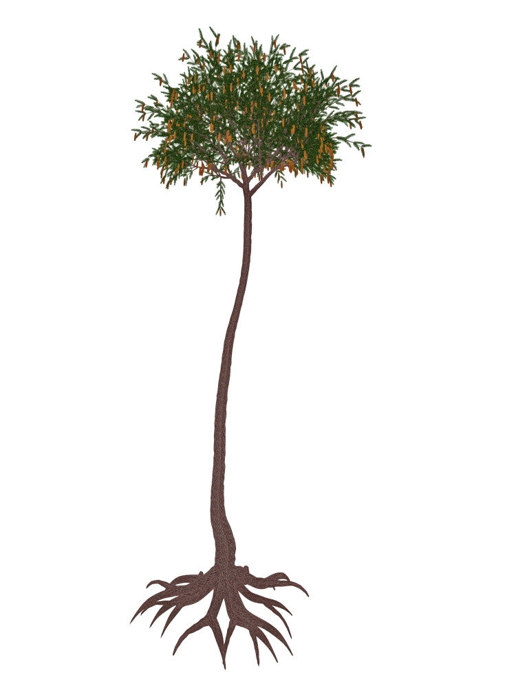 Lepidodendron Prehistoric Tree Fine Art Print - Available in Multiple Sizes