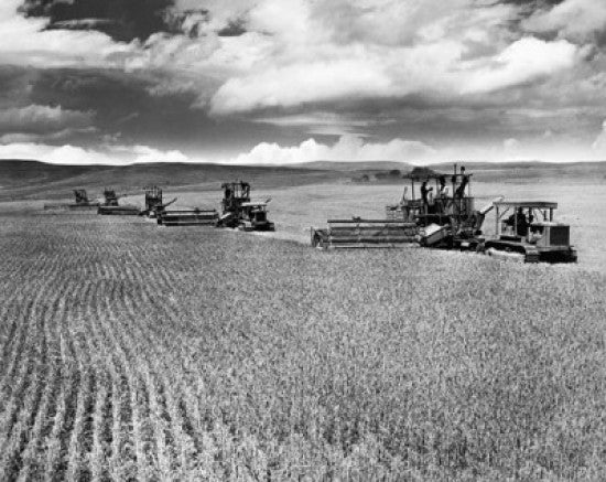 Farmers Harvesting Wheat with a Combine Fine Art Print