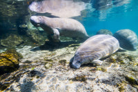 Manatee with Calf Fine Art Print by Jennifer Idol - Crystal River, Florida