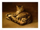 Recumbent Cat Fine Art Print by Theophile-Alexandre Steinlen