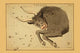 Taurus Constellation Astronomical Chart Fine Art Print by Aspin Jehosaphat