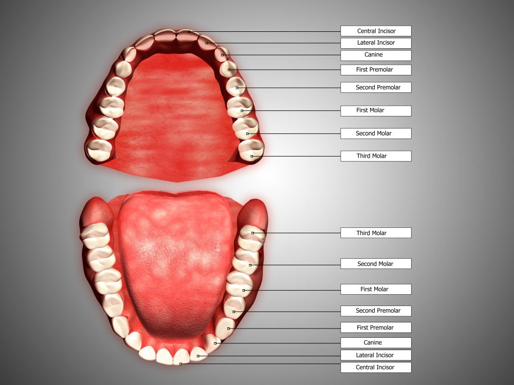 Human Teeth Structure with Labels Fine Art Print