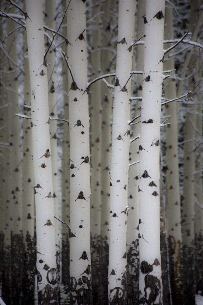 Fresh Late Summer Snow and Aspen Trees Fine Art Print by Sylvia Gulin
