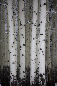 Fresh Late Summer Snow and Aspen Trees Fine Art Print by Sylvia Gulin