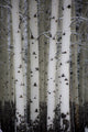 Fresh Late Summer Snow and Aspen Trees Fine Art Print by Sylvia Gulin