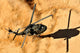 A UH-60 Black Hawk Helicopter Landing Fine Art Print by Stocktrek Images