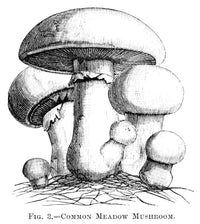 Common Meadow Mushroom Wood Engraving Fine Art Print by Granger Collection