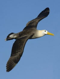 Waved Albatross Flying in the Sky - Galapagos Islands Photo Print by Panoramic Images