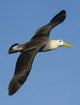 Waved Albatross Flying in the Sky - Galapagos Islands Photo Print by Panoramic Images