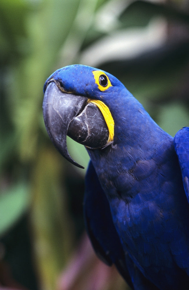 Blue and Yellow Hyacinth Macaw Fine Art Print